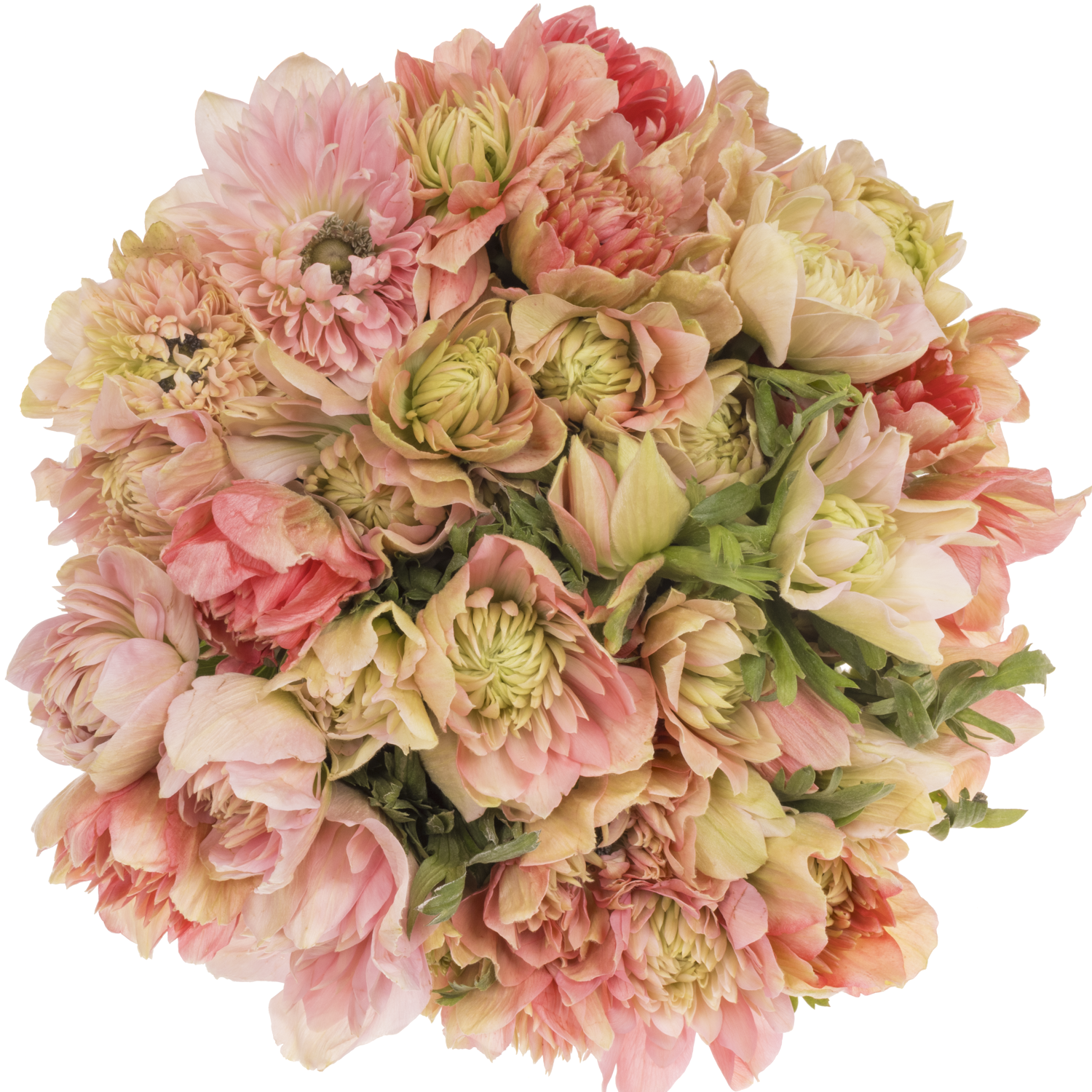 Anemone rosa / apricot gefüll Barbi Fullstar 12  40cm