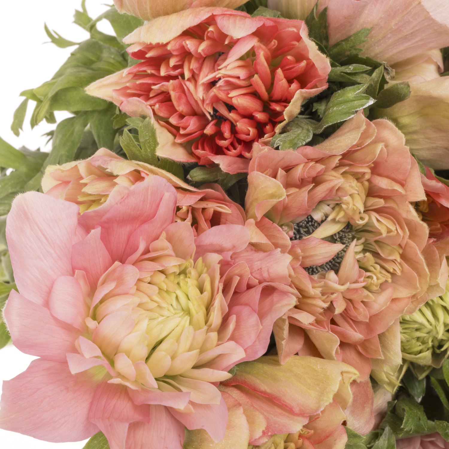 Anemone rosa / apricot gefüll Barbi Fullstar 12  40cm