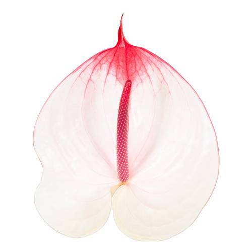Anthurium weiss/rot Cumbia 15cm