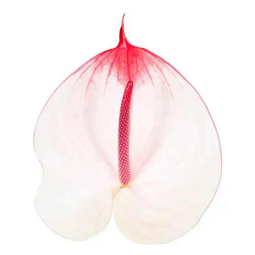 Anthurium weiss/rot Cumbia 15cm