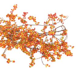 Celastrus orange 60c