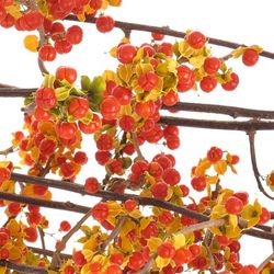 Celastrus orange 60c