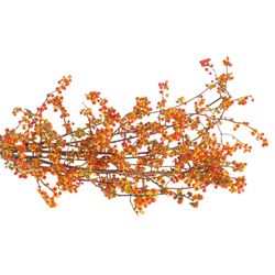 Celastrus orange 60c