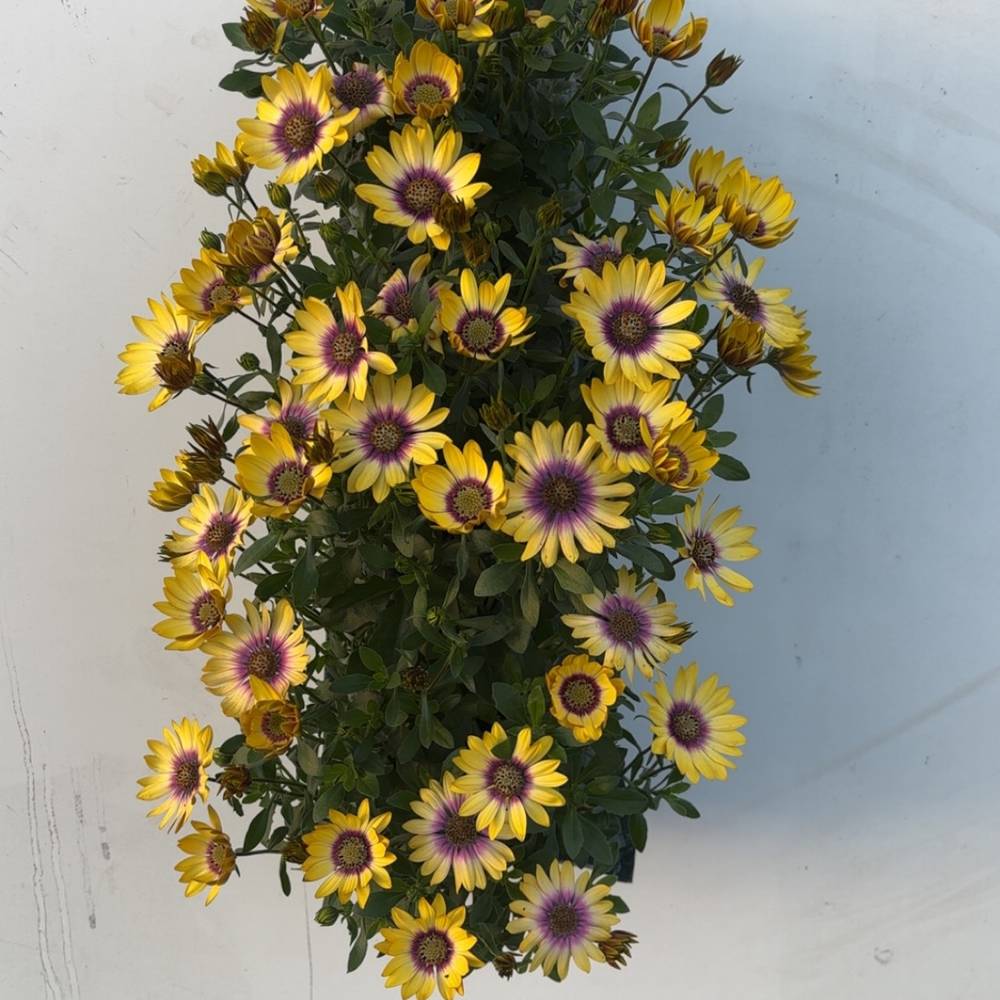 Osteospermum gelb Wandhänger H040