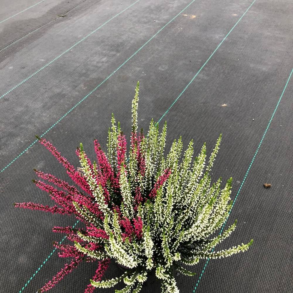 Calluna Garden Girls twin T11 H015