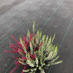 Calluna Garden Girls twin T11 H015