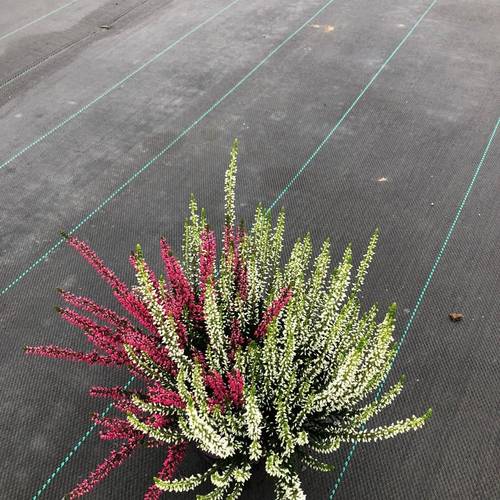 Calluna Garden Girls twin T11 H015