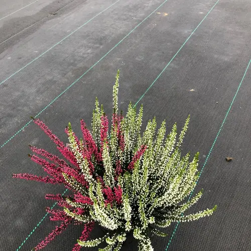 Calluna Garden Girls twin T11 H015