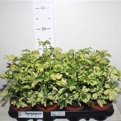 Schefflera Janine Schnapch. von Uhr T09 H020