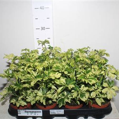 Schefflera Janine Schnapch. von Uhr T09 H020