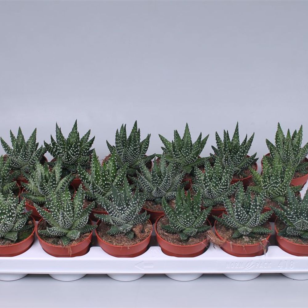 Haworthia Margar T08 H15