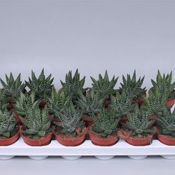 Haworthia Margar T08 H15