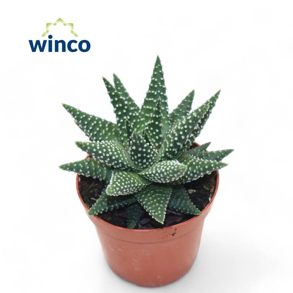 Haworthia Margar T08 H15