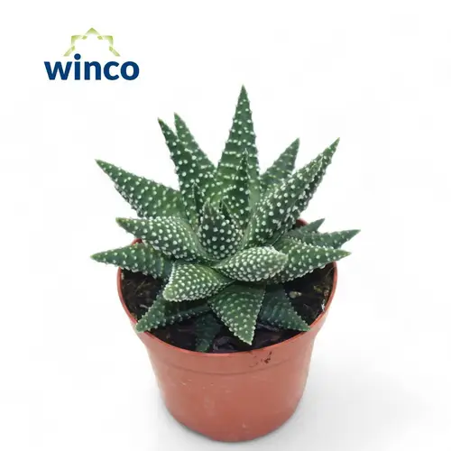 Haworthia Margar T08 H15