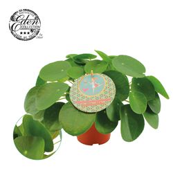 Pilea Peperomioides T15 H30