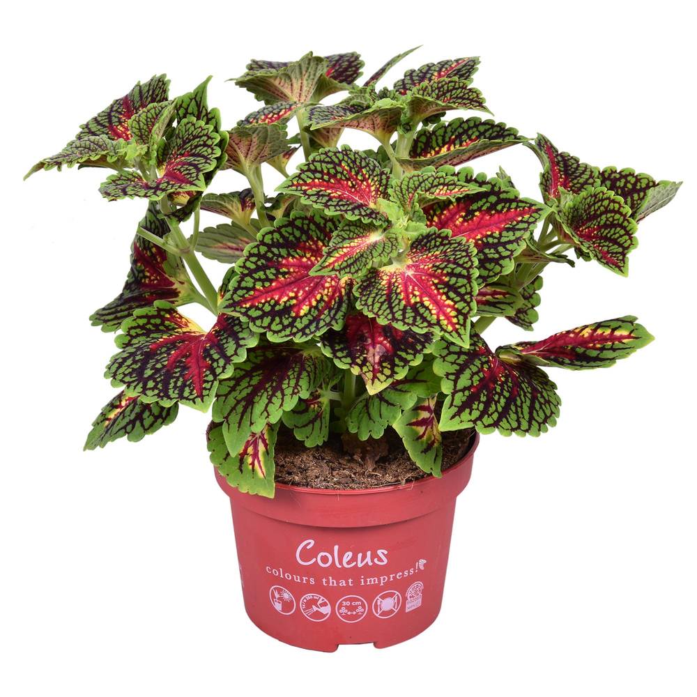 Coleus Main Street Spacecake T13 H025