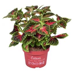 Coleus Main Street Spacecake T13 H025
