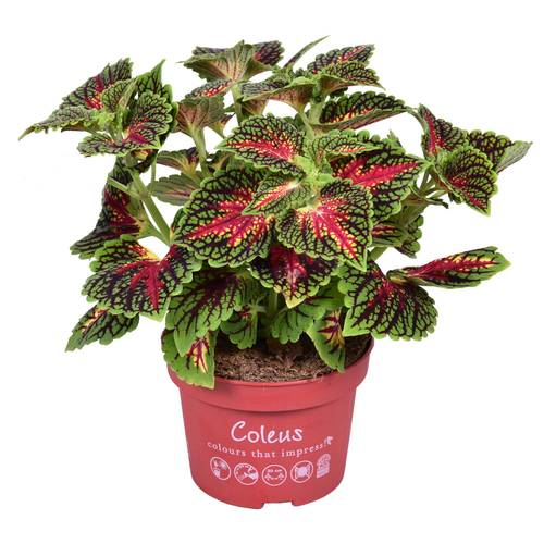 Coleus Main Street Spacecake T13 H025