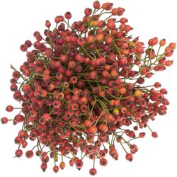 Hagebutte rot Splendor 30cm