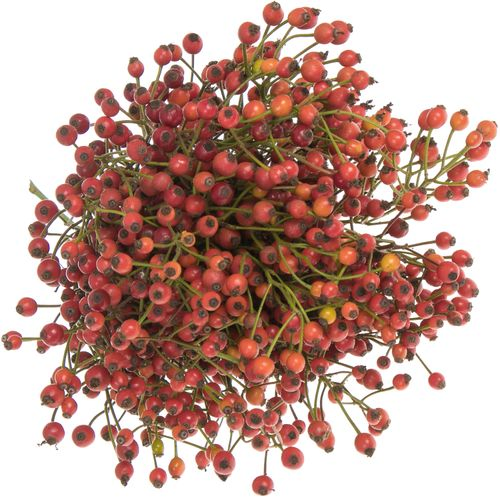 Hagebutte rot Splendor 30cm