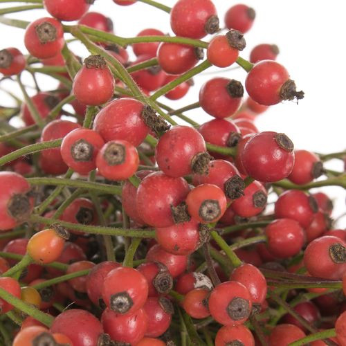 Hagebutte rot Splendor 30cm