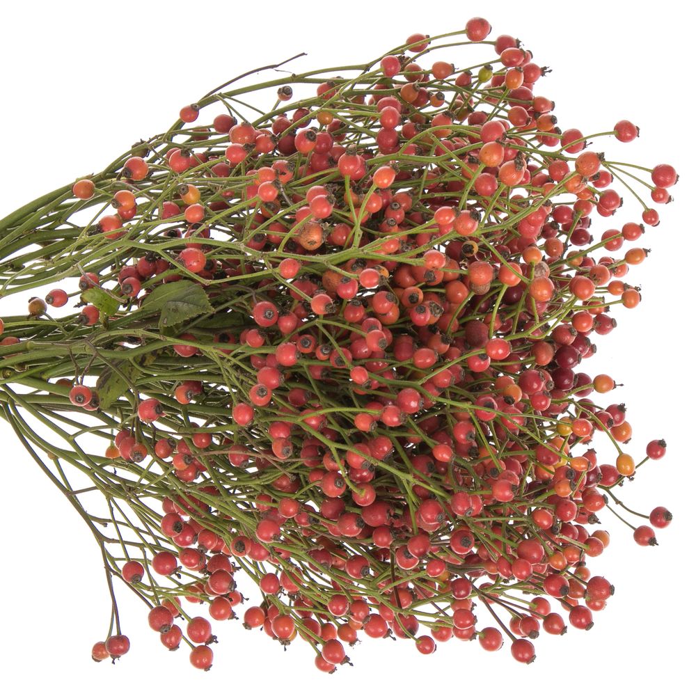 Hagebutte rot Splendor 30cm