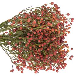 Hagebutte rot Splendor 30cm
