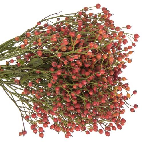 Hagebutte rot Splendor 30cm