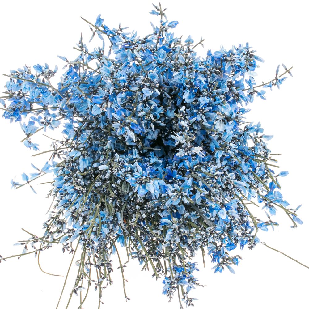 Ginster blau 400 Gramm