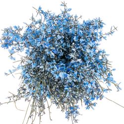 Ginster blau 400 Gramm