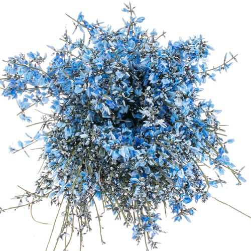 Ginster blau 400 Gramm
