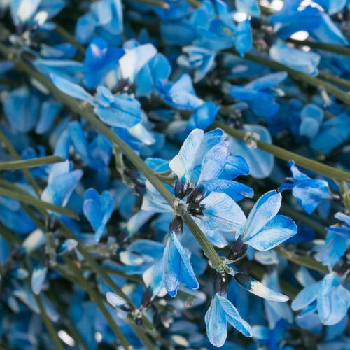 Ginster blau 400 Gramm
