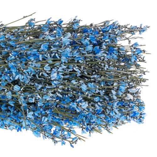 Ginster blau 400 Gramm