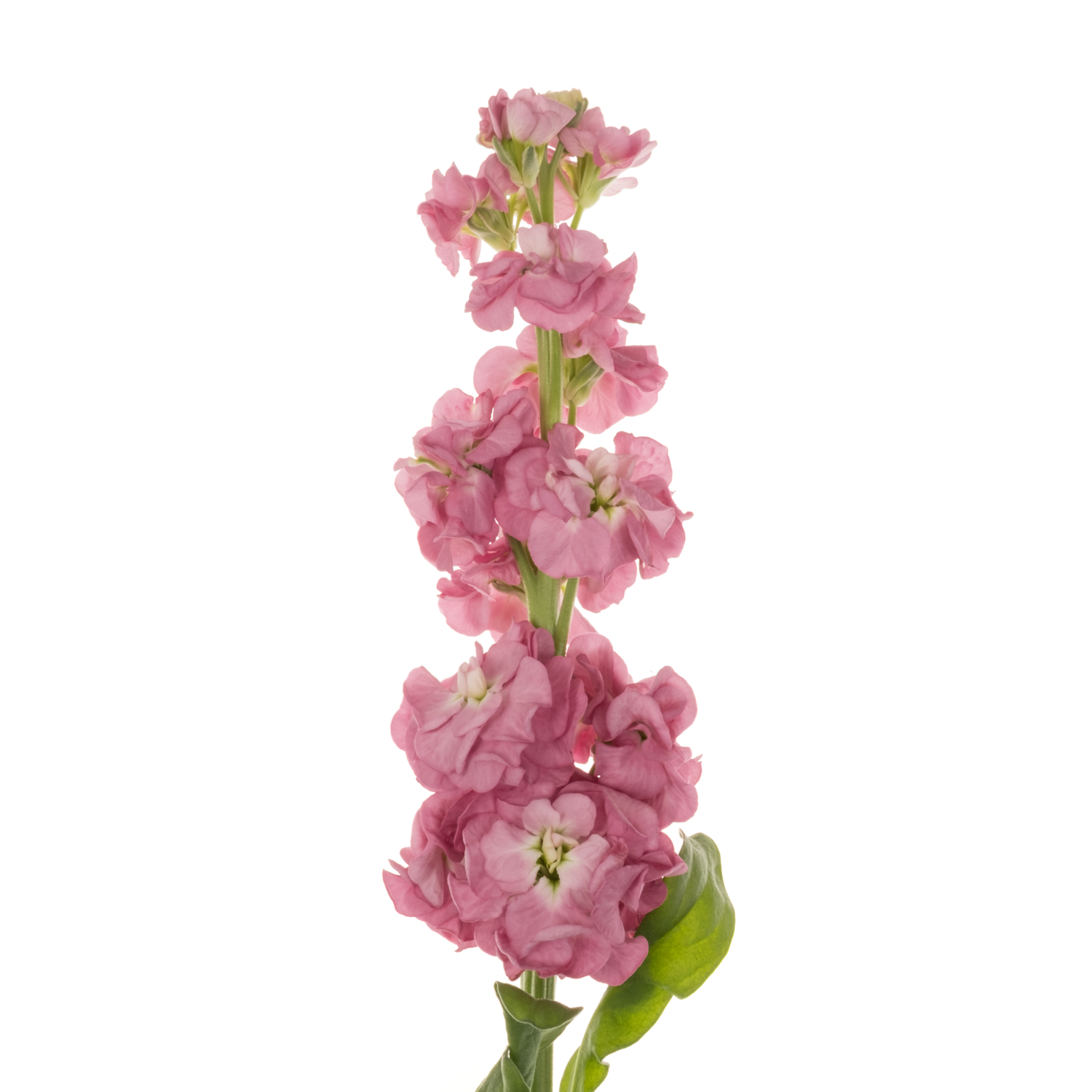 Levkoje lila StoX Rose Pink 53cm