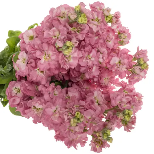 Levkoje lila StoX Rose Pink 53cm