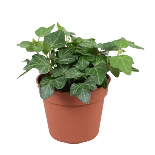 Efeu Helix Wonder T08,5