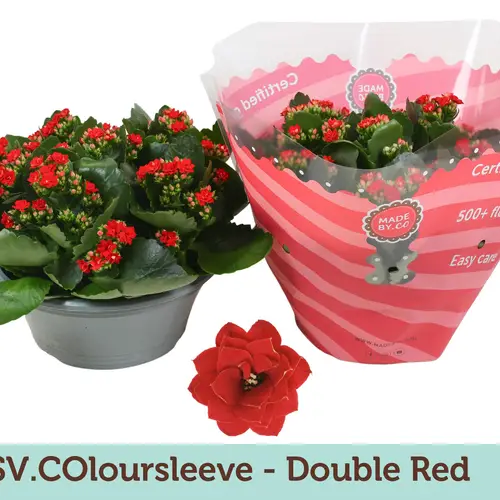 Kalanchoe Schale Gef. rot T23 H027