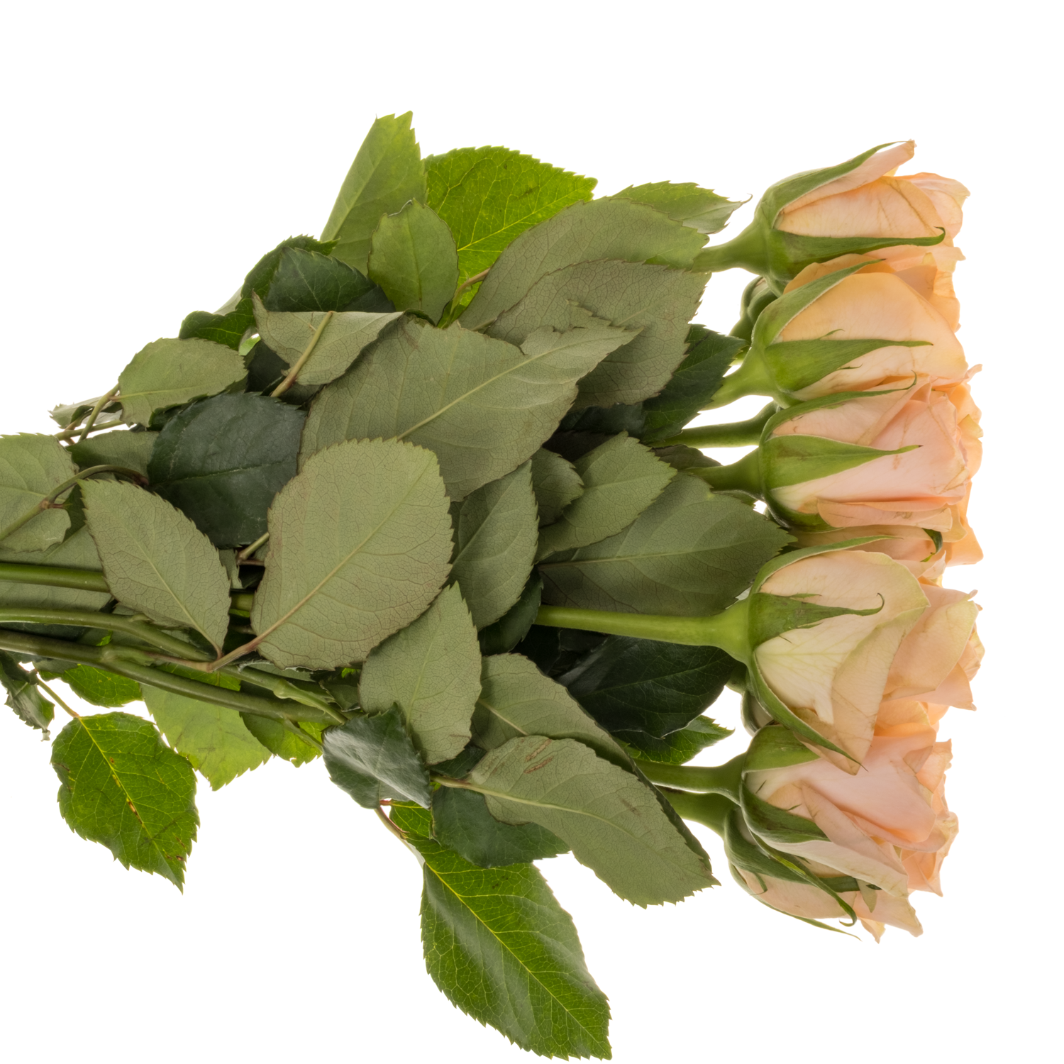 Rose apricot Mayfair 40cm