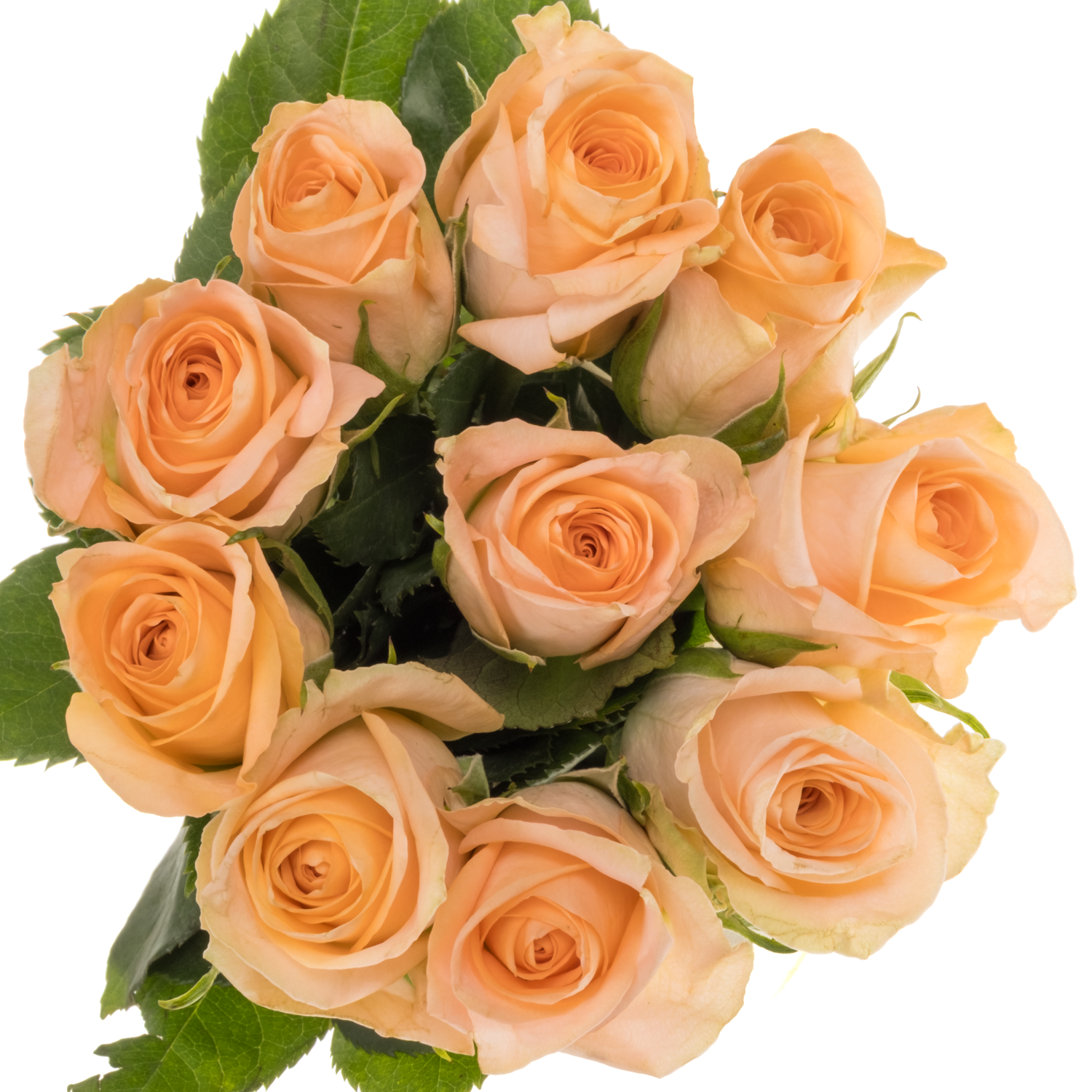 Rose apricot Mayfair 40cm