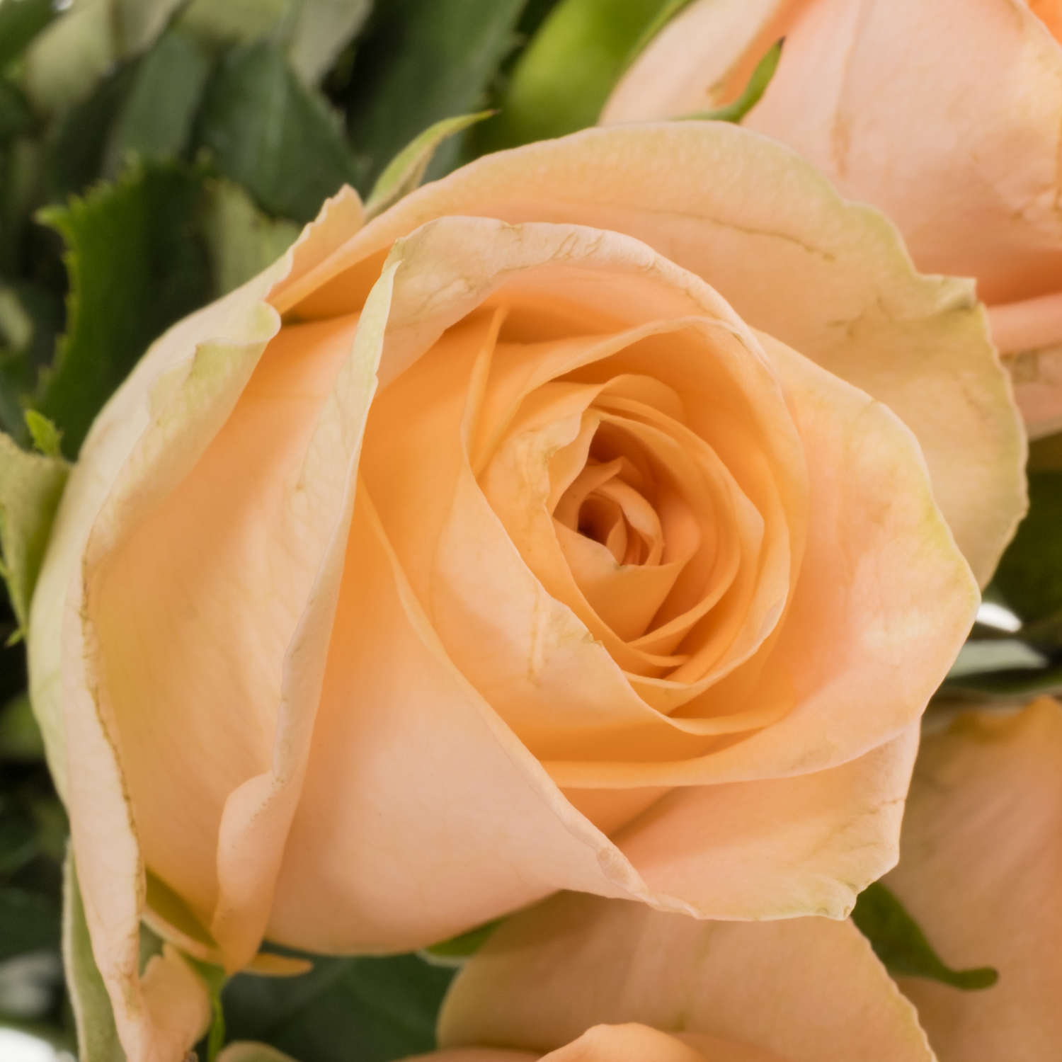 Rose apricot Mayfair 40cm