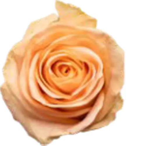Rose apricot Mayfair 40cm