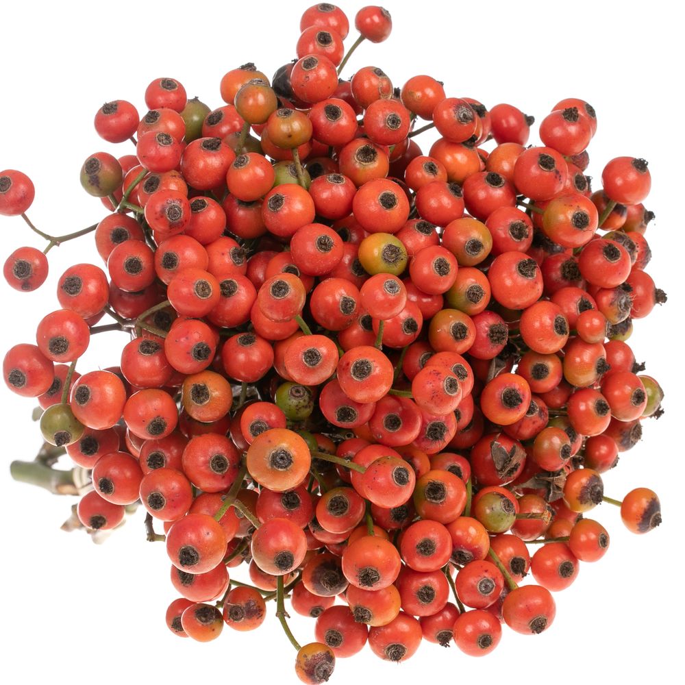 Hagebutte orange Fruitilia 35cm