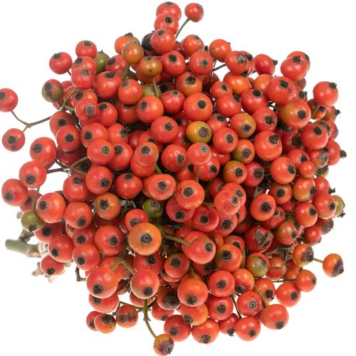 Hagebutte orange Fruitilia 35cm