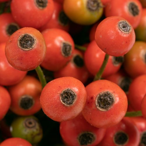Hagebutte orange Fruitilia 35cm
