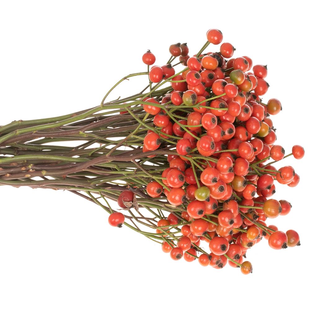 Hagebutte orange Fruitilia 35cm