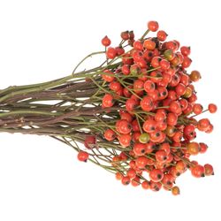 Hagebutte orange Fruitilia 35cm