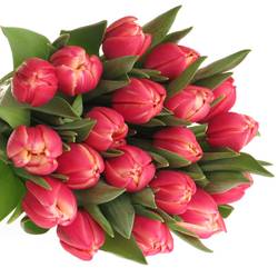 Tulpe rosa/creme Columbus Triflor 36 Gramm