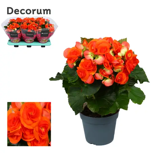 Begonie dunkel orange Reina T14 H032