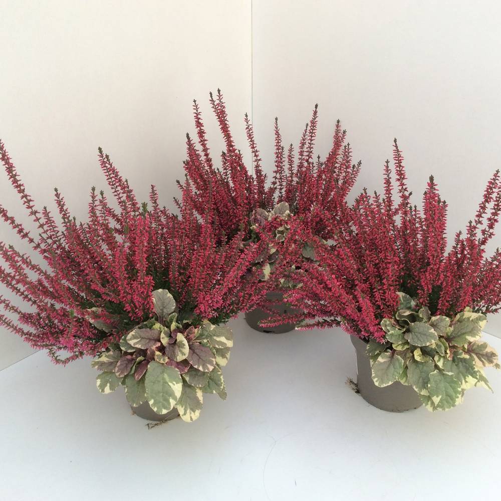 Calluna Garden Girls mit Ajuga T13 H027