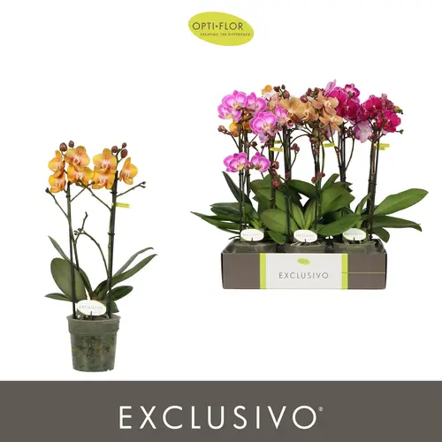 Phal.2-R mix Exclusivo T12 H045